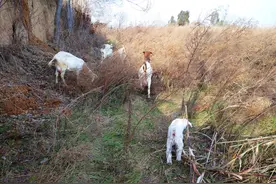 看老汉牧羊，有感羊的母子情爱 #我眼中的春天# #春日花样生活#图片