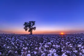 为什么西方人认为，摘棉花就是在强迫劳动力？图片