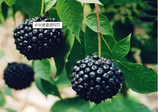 刺五加又名刺拐棒,为五加科刺五加属落叶灌木.