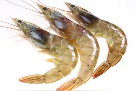 海虾和河虾的区别是什么？记住4点，分清海虾和河虾，别再买错了图片