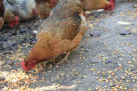 还在用纯玉米喂鸡？行家告诉你，帮你健康养鸡又省成本图片