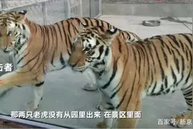 两只老虎咬死饲养员，被警方击毙【三分钟法治新闻全知道】图片