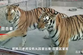 两只老虎咬死饲养员，被警方击毙【三分钟法治新闻全知道】图片
