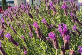 人难免有自怜的情绪，唯有保持清醒，才能看清真正的价值在哪里图片