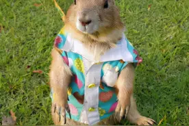 亲身体验告诉大家：不懂喂养土拨鼠的新手，千万别随随便便的养它图片