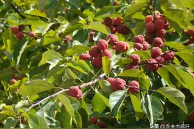 果似荔枝，叶能喂蚕，却少有人知树芯的价值，古时和紫檀齐名图片