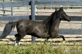 英语原版阅读：Stormy the Horse图片