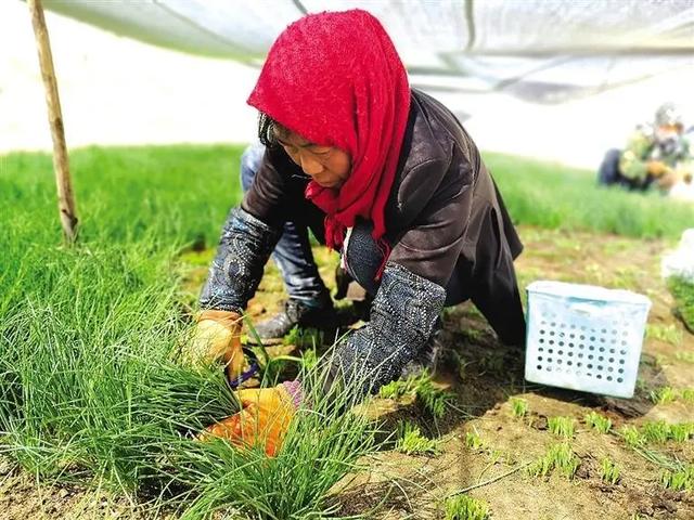 50元一斤！亏100多万也要种的“天价”葱，真的赚钱吗？