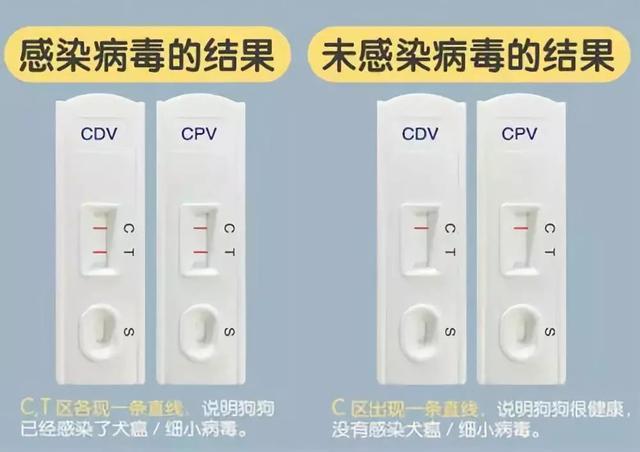 辟谣！小狗得了犬瘟就没救了，尽早治疗或许还有一线生机