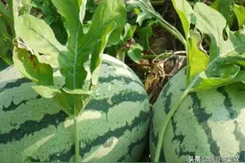 西瓜露地催芽直播覆地膜栽培，它的栽培要点，你清楚几个？图片