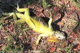 一不小心就掉地上！佛罗里达冬天的鬣蜥，太难了图片