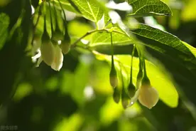 《中国大百科全书（第2版）》读书笔记01167-安息香图片