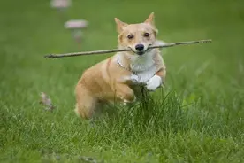 俗话说狗来富、猫来穷，你知道为什么狗狗能带来财富吗？图片