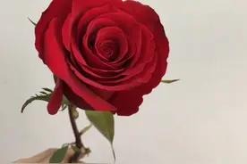 玫瑰欣赏，红色玫瑰系，传奇玫瑰与新娘玫瑰，都很美哦图片