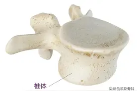 脊柱功能解剖 | 椎骨的秘密带你深入了解图片