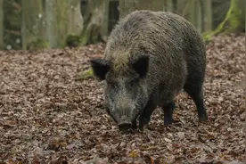 我国野猪泛滥，无虎豹下，野猪称雄，允许猎杀为何不许吃肉？图片