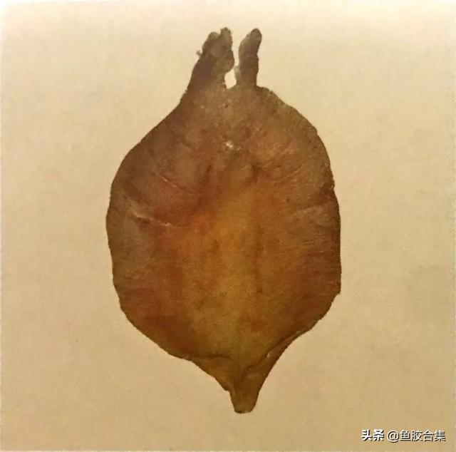 赤嘴鳘鱼胶功效作用 2026年赤嘴鳘鱼胶是什么鱼