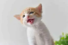 猫咪踩奶行为特别可爱，背后可能隐藏着的是过早地离开母亲图片