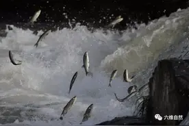 食物链一环：土一湖泊现大量珍珠鲻鱼在洄游，也引来大量海鸥捕食图片