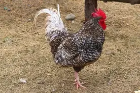 芦花鸡飞奔在旷野里图片