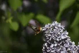 344、晨读夜诵，英语小故事（中英对照）“海蛞蝓”图片