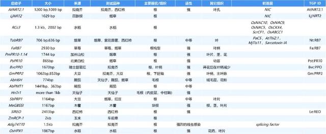 进来抄作业，启动子要这么选