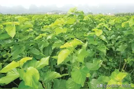 人工种桑摘叶又累又苦！"机器换人"行不行？山东农业大学李法德教授团队让桑从种到收全程机械化图片