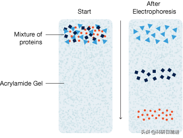 Western Blotting技术之电泳