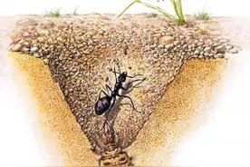 毫不起眼的“沙王八”，名字比肩老虎，现在非常珍贵图片