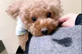 泰迪犬“吃醋”的5大经典表现，你家中了哪一种？图片