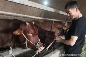 贫困户张新魁走出脱贫致富“牛”路子图片