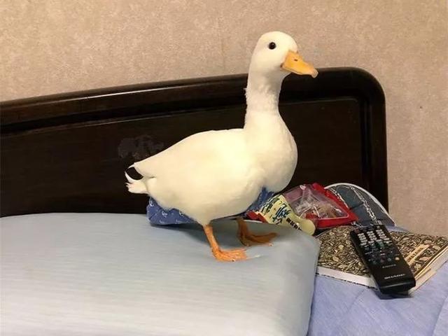 鸭子变成新时代萌宠,被主人带上床榻,还能陪伴孩子共同长大!
