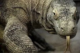 现存最大的蜥蜴，被神话的科莫多巨蜥，其真正战斗力到底如何？图片