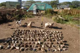 澳大利亚出现40年来最严重鼠灾，10亿只老鼠泛滥，攻占农场和粮仓图片