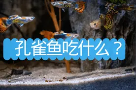 孔雀鱼吃什么？新生孔雀鱼吃什么？孔雀鱼多久喂一次？图片