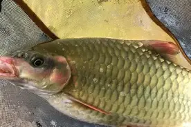 军鱼的最佳钓法，野钓客教你图片