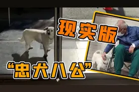 狗狗在医院外守候主人6天 网友：现实版“忠犬八公”图片
