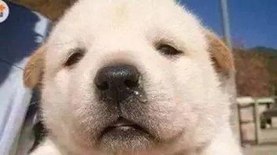 狗狗老是咔咔的干咳是怎么了,突然听见狗狗在干呕,难道狗狗生病了?