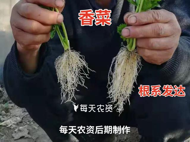 一招教你如何辨别好根、坏根，秒变“识根专家”