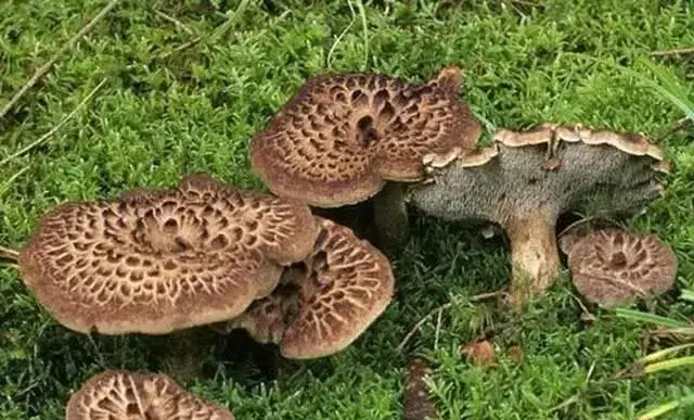 云南10种野生菌，你最喜欢吃哪几个？