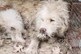 2只流浪狗大战豪猪，结果鼻子插满上百根刺，太惨了图片