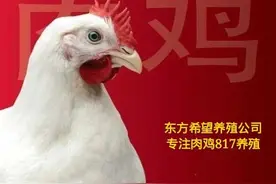 817肉杂毛鸡行情（棚前价格）4月15日图片