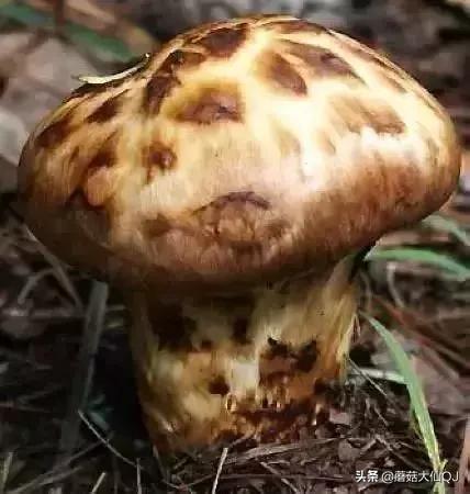 楚雄市南华县舌尖盛宴——菌子大全