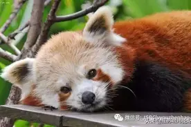 萌界“太子”小熊猫落户常州淹城野生动物园，掀起软红世纪风图片