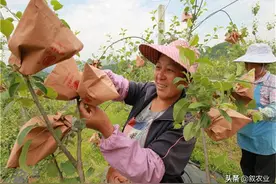 果实套袋和地面铺反光膜技术图片