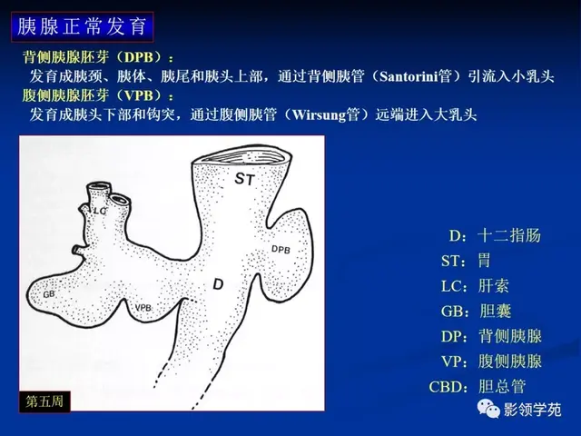 胰腺的解剖与常见变异