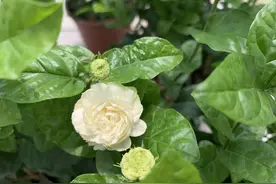 虎头茉莉养护5问5答，对号入座让你的虎头茉莉，开花不断香气四溢图片