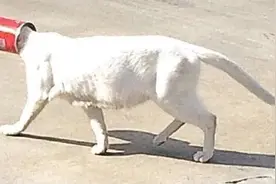 瘦弱的猫咪被罐头盒困住，好心人帮助了它，不久后猫咪带来了惊喜图片