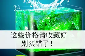 普通玻璃鱼缸多少钱？这几种常见规格的价格，希望你别被坑