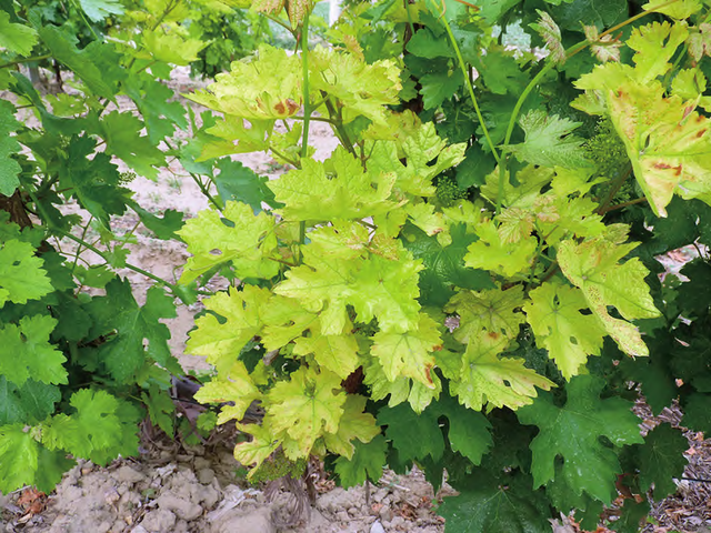 引起葡萄缺铁的成因是什么？